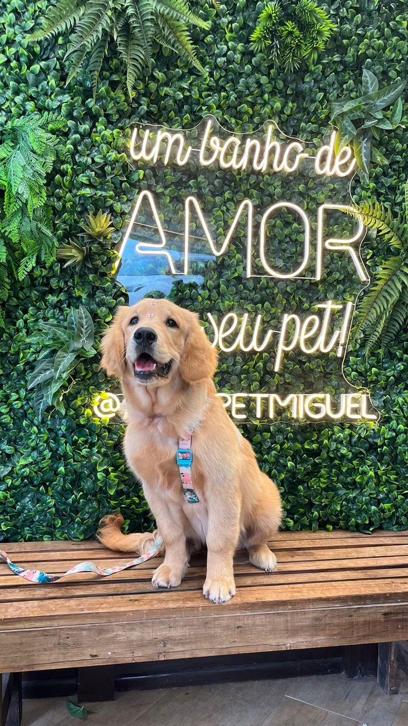 Banho e tosa no Agropet Miguel
