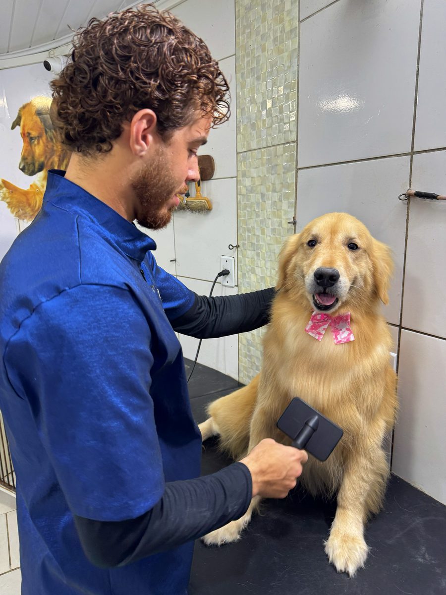 Tosador escovando um golden retriever